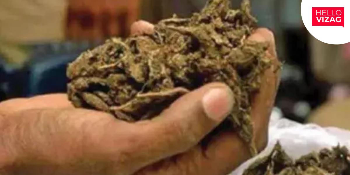Five Arrested in Anakapalle District After Police Seize 230 Kg of Ganja Worth ₹1.15 Crore