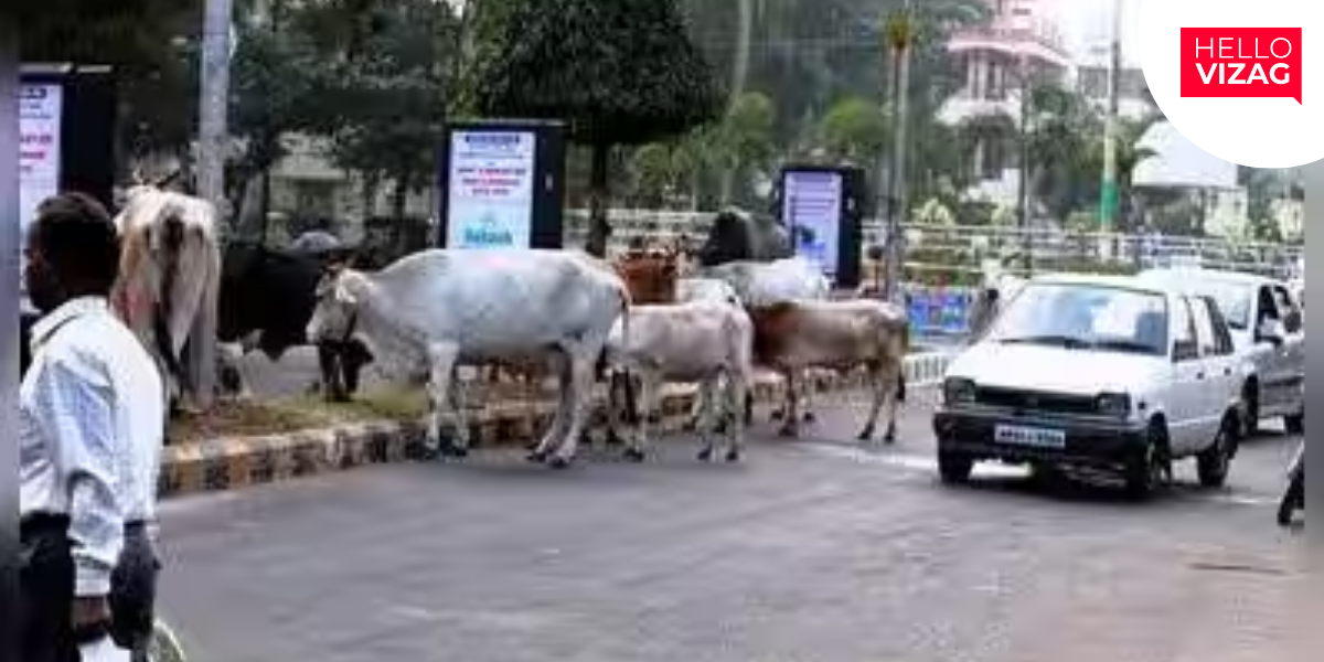 Vizag Motorists Demand Crackdown on Stray Cattle on Roads