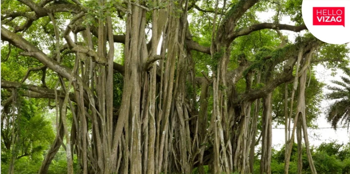 200-Year-Old Banyan Tree at St. Anthony’s School in Vizag Trimmed, Raising Concerns