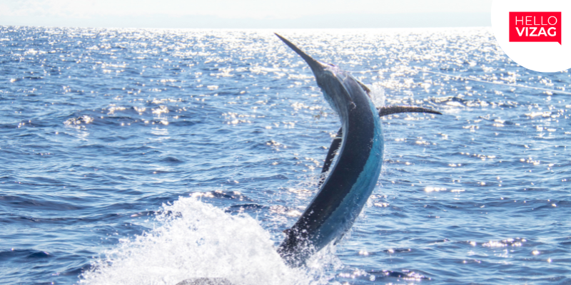 Fisherman Missing After Black Marlin Attack Off Andhra Coast
