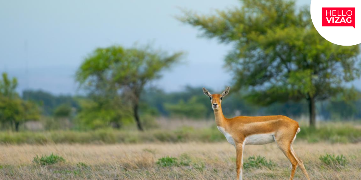 Wildlife Photography Exhibition to Showcase Andhra Pradesh Biodiversity in Vizag